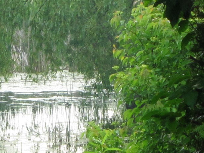 A lovely view of the wet lands behind my house. It’s a part of the Oak Ridges Moraine and I enjoy the view in the summer and love to watch the geese frolic there.