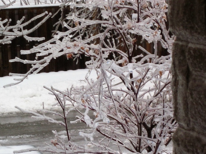 Admiring ice on the trees: One good thing about being a writer you can admire Mother Nature’s deeds from indoors!