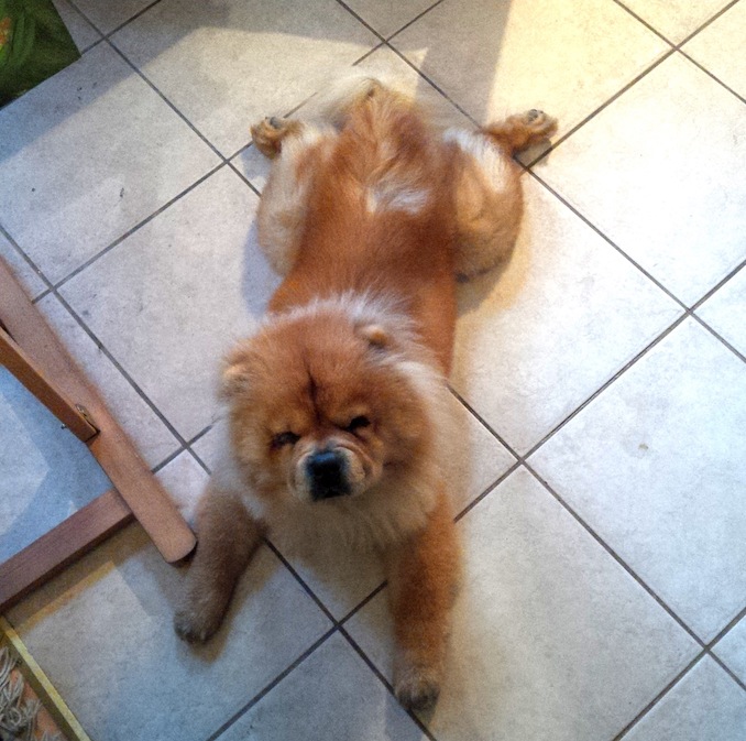 My chow chows keep me company while I work - Laura Thipphawong
