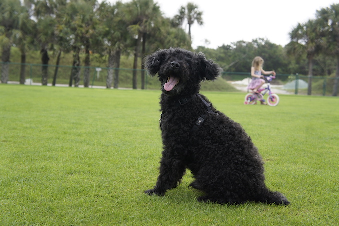 My photogenic poodle