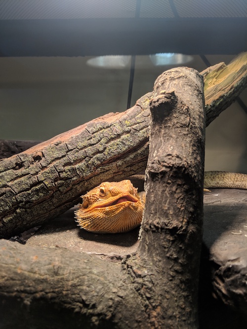 I really love reptiles for their unique physiology and interesting behaviour… Here is my lovely bearded dragon, Pumpkin.