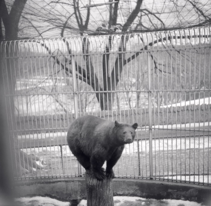 1955 - Riverdale Park; Zoo, bear (brown).