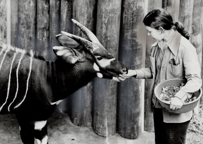 1974 - Bingo the antelope; gets a handout from animal keeper Janice LaTrobe. Part of her job now is releasing caged animals into the natural habitat