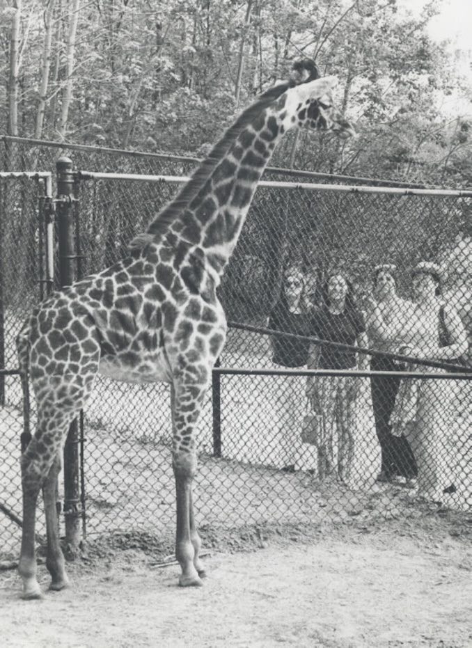 1974 - Giraffe