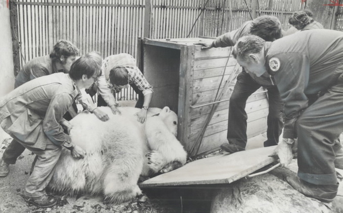 1974 - Mr. Pooh; the 5-year-old polar bear at the Riverdale Zoo was reluctant to leave for his new home in the Metro Zoo yesterday.