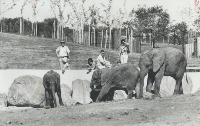 1974 - 'My enthusiasm for Metro Toronto Zoo has not faded; says former director Gunter Voss; in letter below.