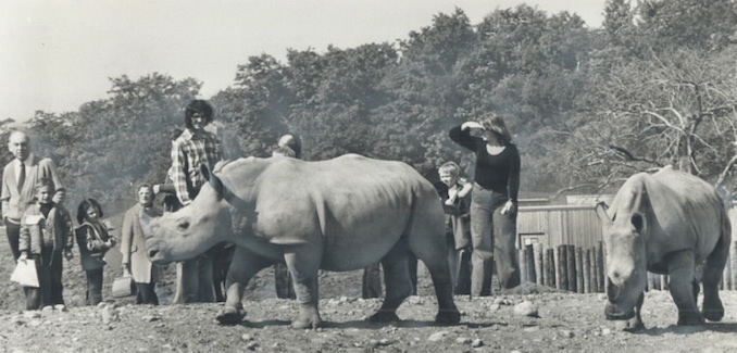 1974 - One of the daring pranks young visitors to the zoo have been guilty of is jumping down or walking around a four-foot deep moat into the rhinoceros enclosure.