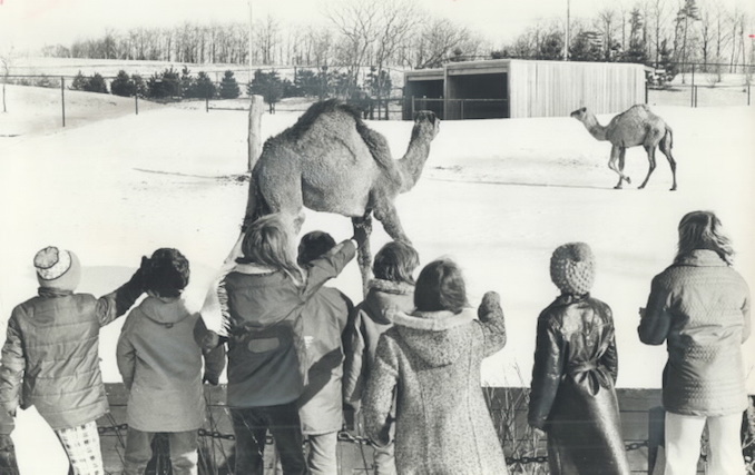 1974 - This is the first winter in a cold climate for many of the animals at Metro's zoo