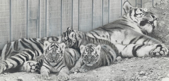 1974 - mother; Pjasina; lay down with three of the four in a holding pen. She is one of the first Siberian tigers ever to give birth in Canada