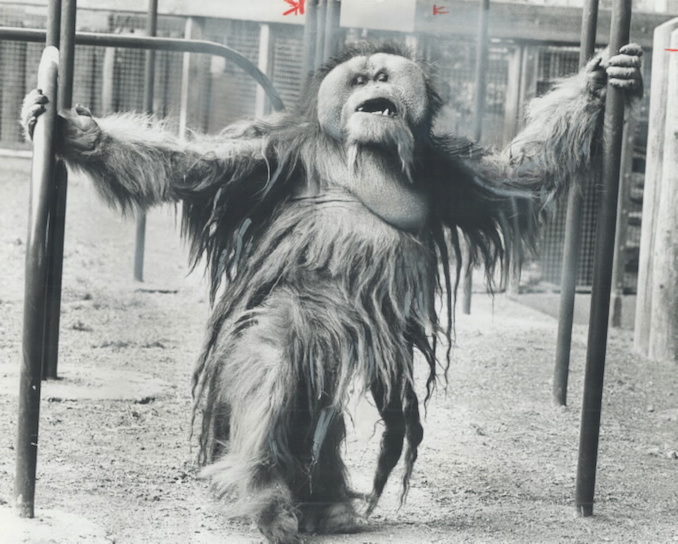 1975 - Giving the folks a show - Mias - a 350-pound orang-outang at Metro zoo - hangs on to some bars and appears to be doing a little jib.