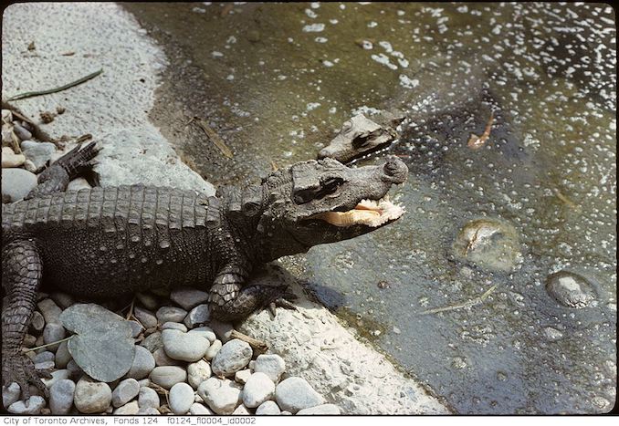 1975 - May - Alligator, Metro Toronto Zoo