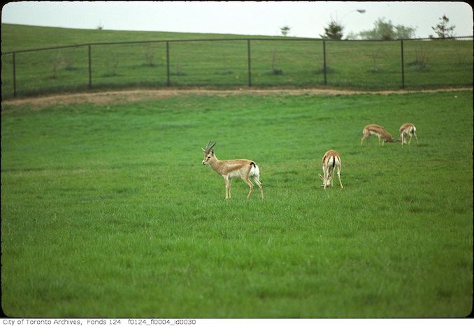 1975 - May - Antelope, Metro Toronto Zoo