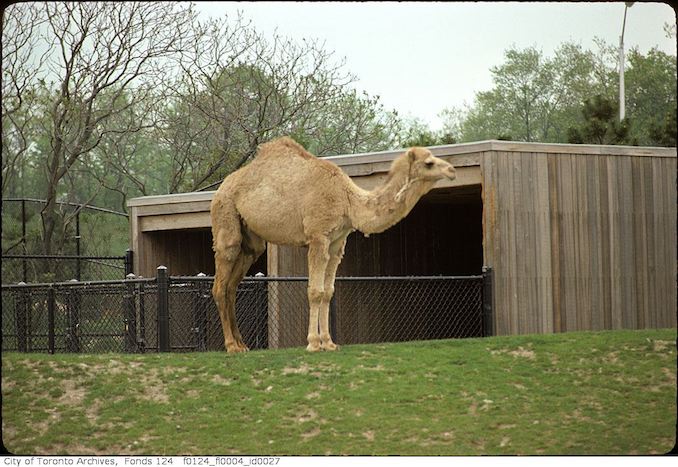 1975 - May - Camel, Metro Toronto Zoo