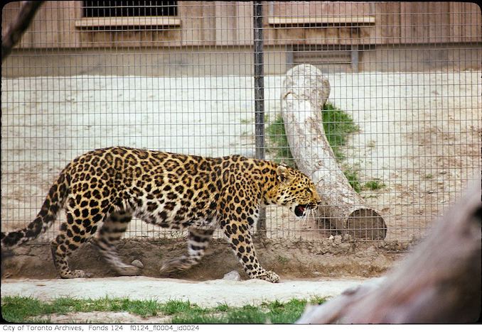 1975 - May - Chinese leopard, Metro Toronto Zoo