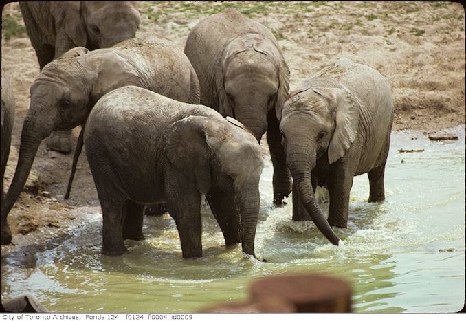 1975 - May - Elephants, Metro Toronto Zoo