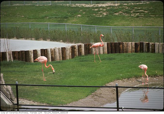 1975 - May - Flamingo, Metro Toronto Zoo