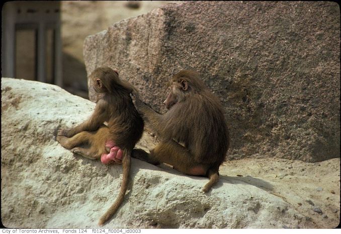 1975 - May - Gibbons, Metro Toronto Zoo