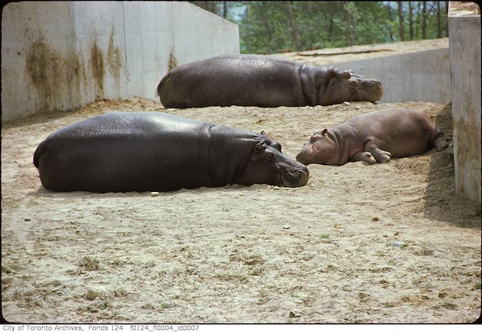 1975 - May - Hippopotami, Metro Toronto Zoo