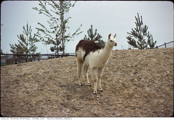 1975 - May - Llama, Metro Toronto Zoo