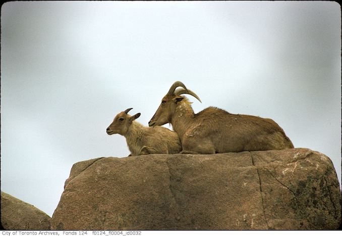 1975 - May - Mountain goats, Metro Toronto Zoo