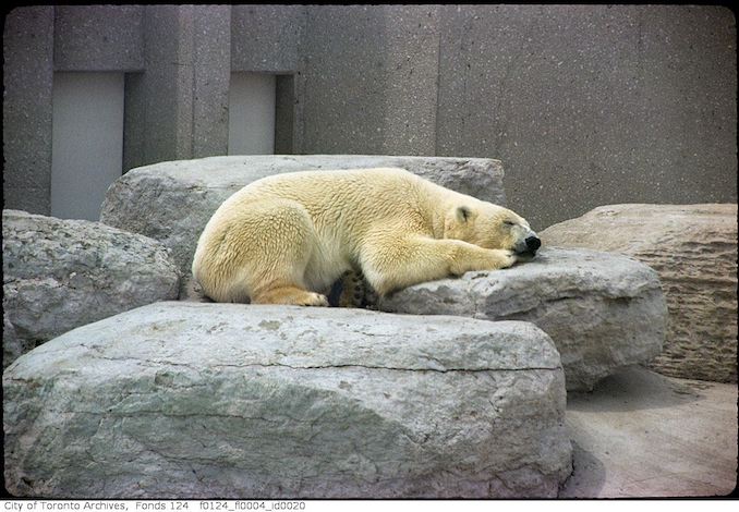 1975 - May - Polar bear, Metro Toronto Zoo