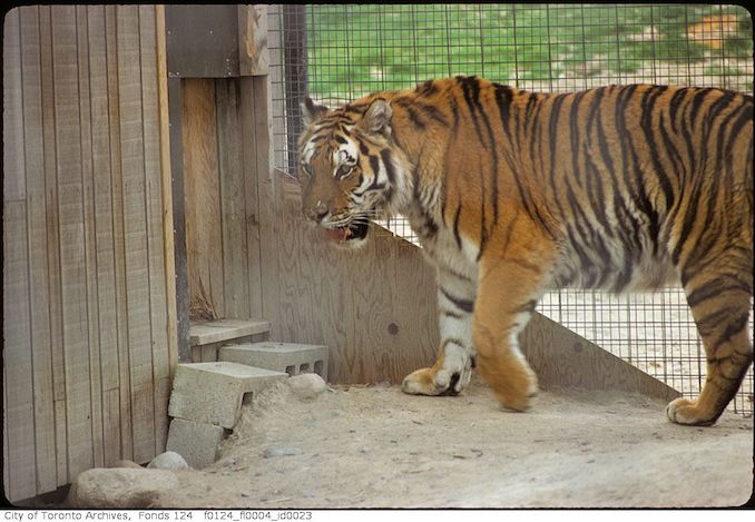 1975 - May - Tiger, Metro Toronto Zoo