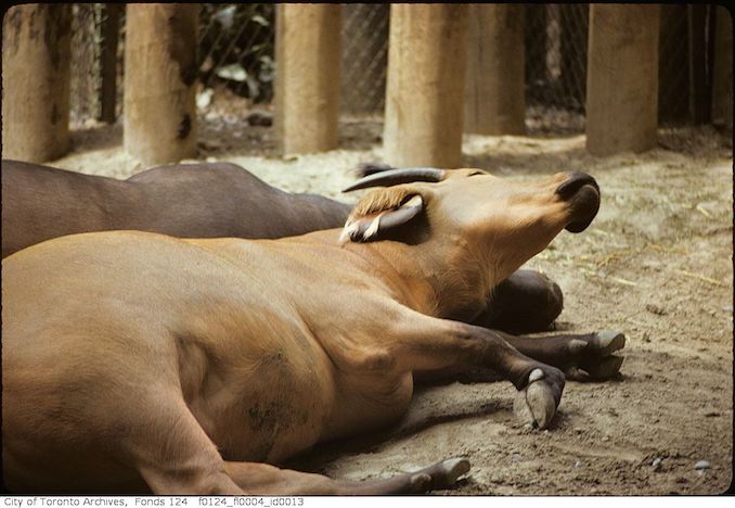 1975 - May - Water buffalo, Metro Toronto Zoo