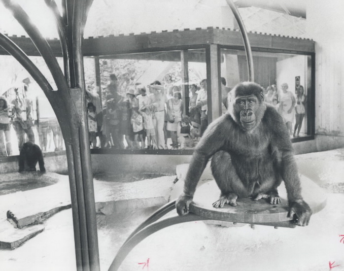 Vintage photographs from the first years of the Toronto Zoo