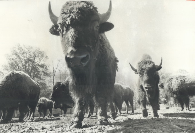 1976 - Canadian Animal Domain at Metro Zoo is scheduled to open July 1 and will include this herd of 30 bison.