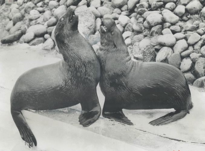 1976 - The $2 million worth of animals at the Metro Zoo seem to be enjoying the wintry weather.