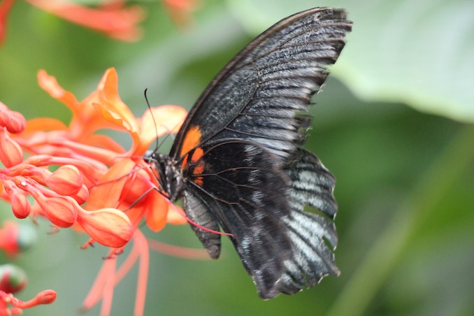 At the Butterfly Conservatory in Niagara Falls