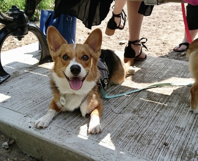 Corgi