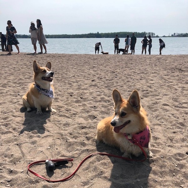 Toronto has a Corgi Beach Day and we can't get over all the cuteness