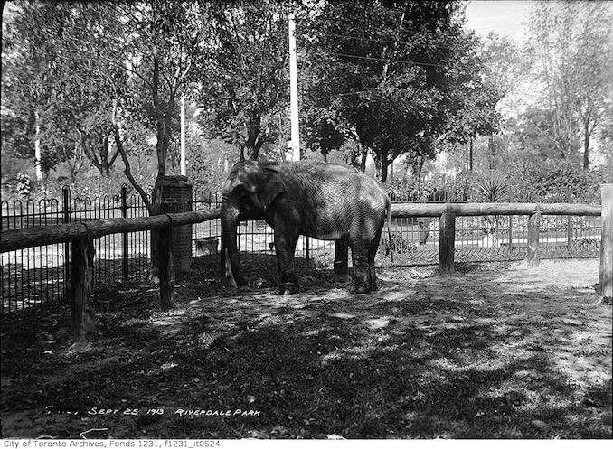 1913 - September 25 - Riverdale Zoo, elephant