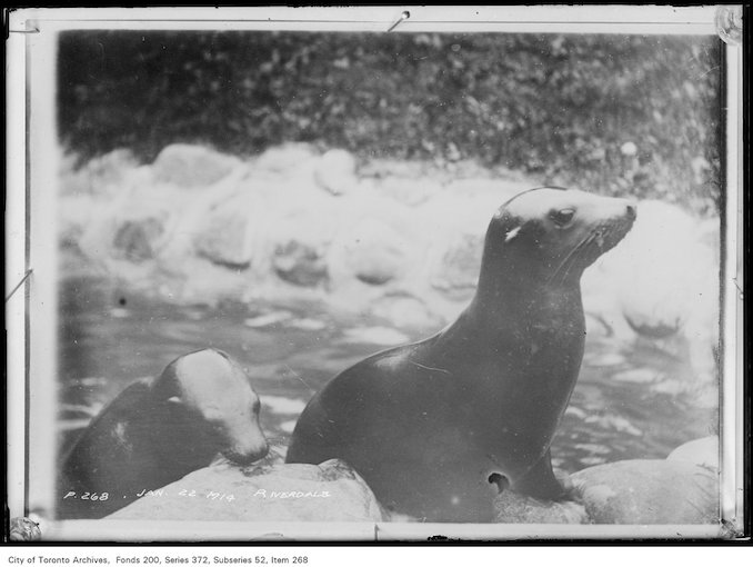 1914 - January 22 - Riverdale Zoo Seals