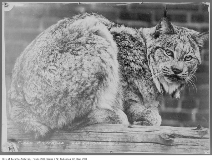 1914 - January 22 - Riverdale Zoo — Lynx