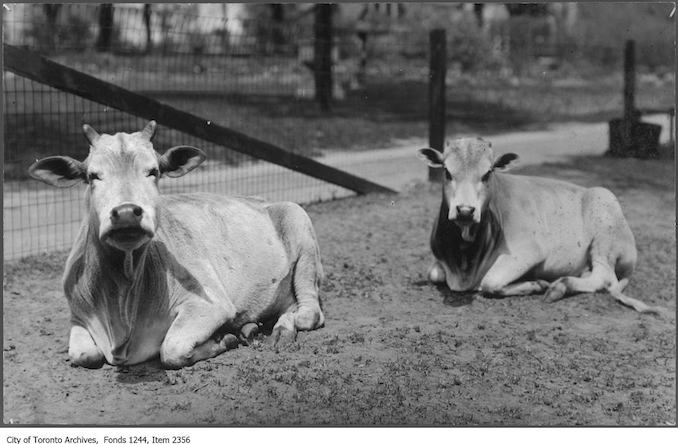 1919 - Yaks at Riverdale Zoo