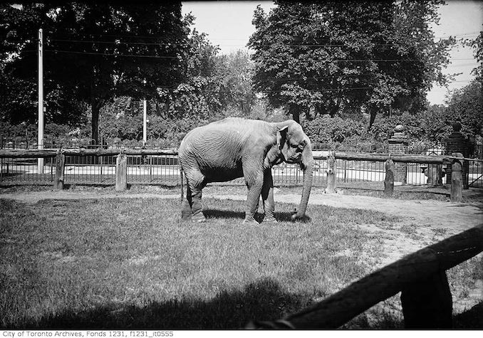 1922 - Riverdale Zoo, elephant