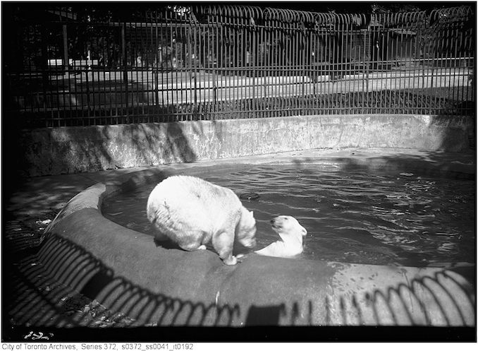 1926 - July 14 - Riverdale Zoo - Polar bears