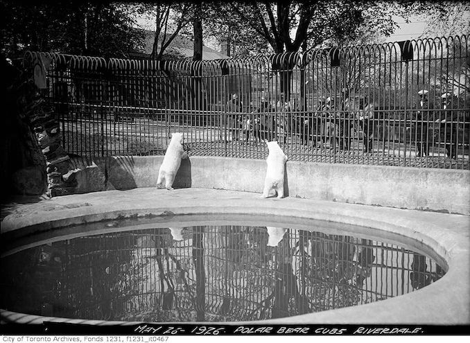 1926 - May 26 - Polar bear cubs, Riverdale Zoo