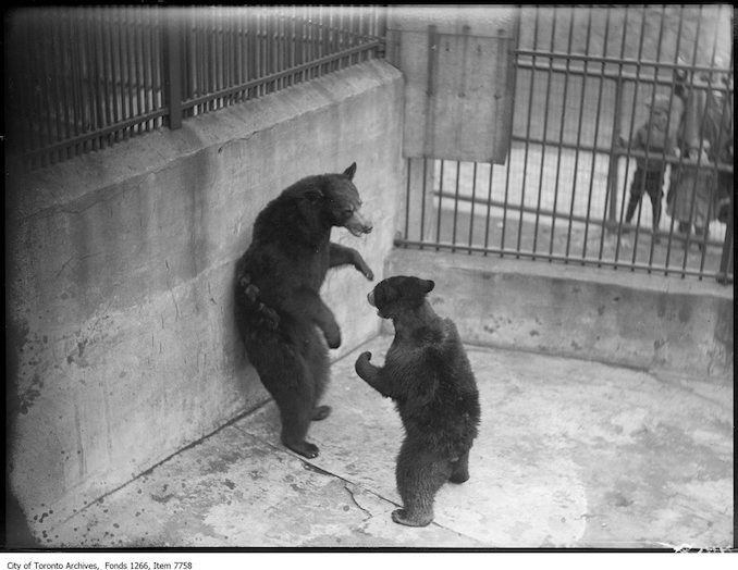 1926 - May 7 - Riverdale Zoo, black bears boxing