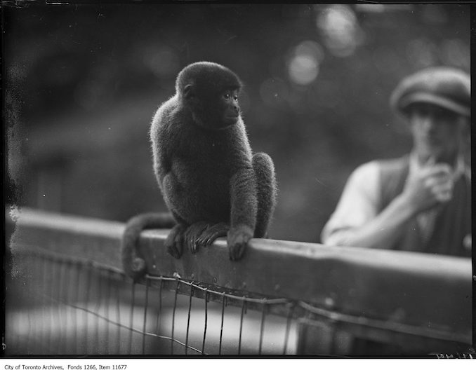 1927 - September 20 - Riverdale Zoo, woolly monkey