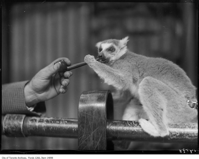 1928 - September 17 - Riverdale Zoo, lemur with pipe