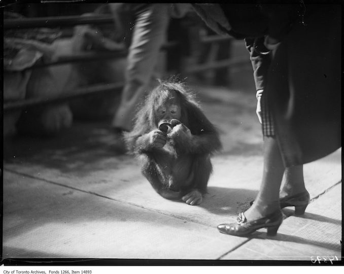 1928 - September 17 - Riverdale Zoo, orangutan with mirror