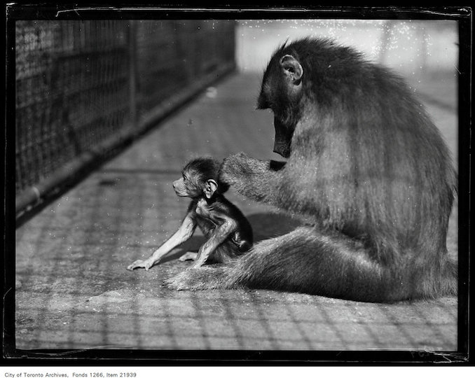 1930 - September 12 - Riverdale Zoo, baboon and baby