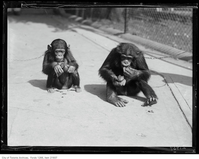 1930 - September 12 - Riverdale Zoo, chimpanzee Josephine and Geordie