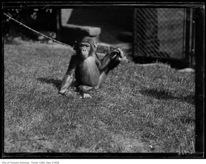 1930 - September 12 - Riverdale Zoo, chimpanzee Josephine