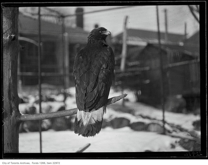 1931 - January 28 - Riverdale Zoo, Golden Eagle