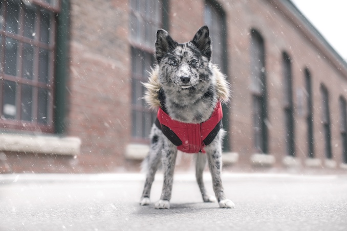 Canada Pooch