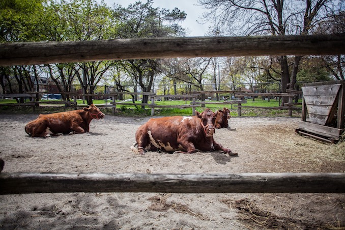 Riverdale Farm - 2016 - Photo by Joel Levy